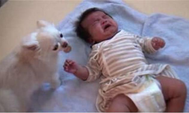 止小狗狗叼过去的东西令主人泪奔pg电子娱乐平台baby哭闹不(图2)