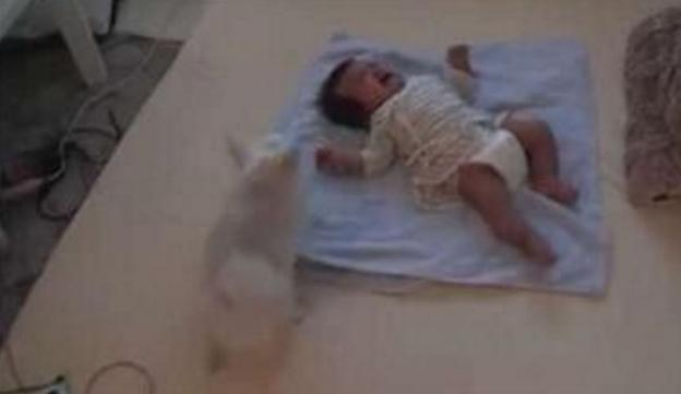 止小狗狗叼过去的东西令主人泪奔pg电子娱乐平台baby哭闹不(图3)